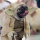 Most breeds were bred for a specific purpose, like hunting or running, but pugs were just bred to be great pets, which is why they don’t give a shit about being dressed up as Yoda. (Photo: Phillippe Diederich/Getty Images)